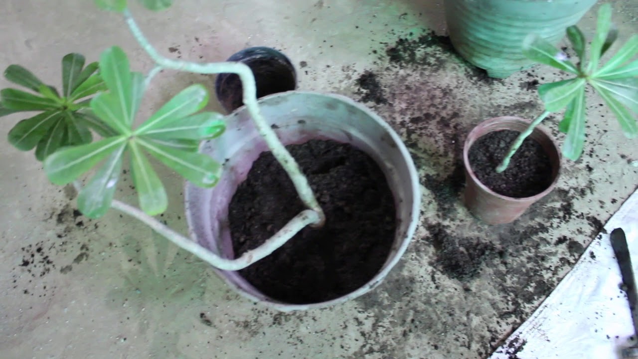 easy chicken recipes How to grow Adenium from cutting. कटिंग से कैसे लगाए अड़ेनियम।