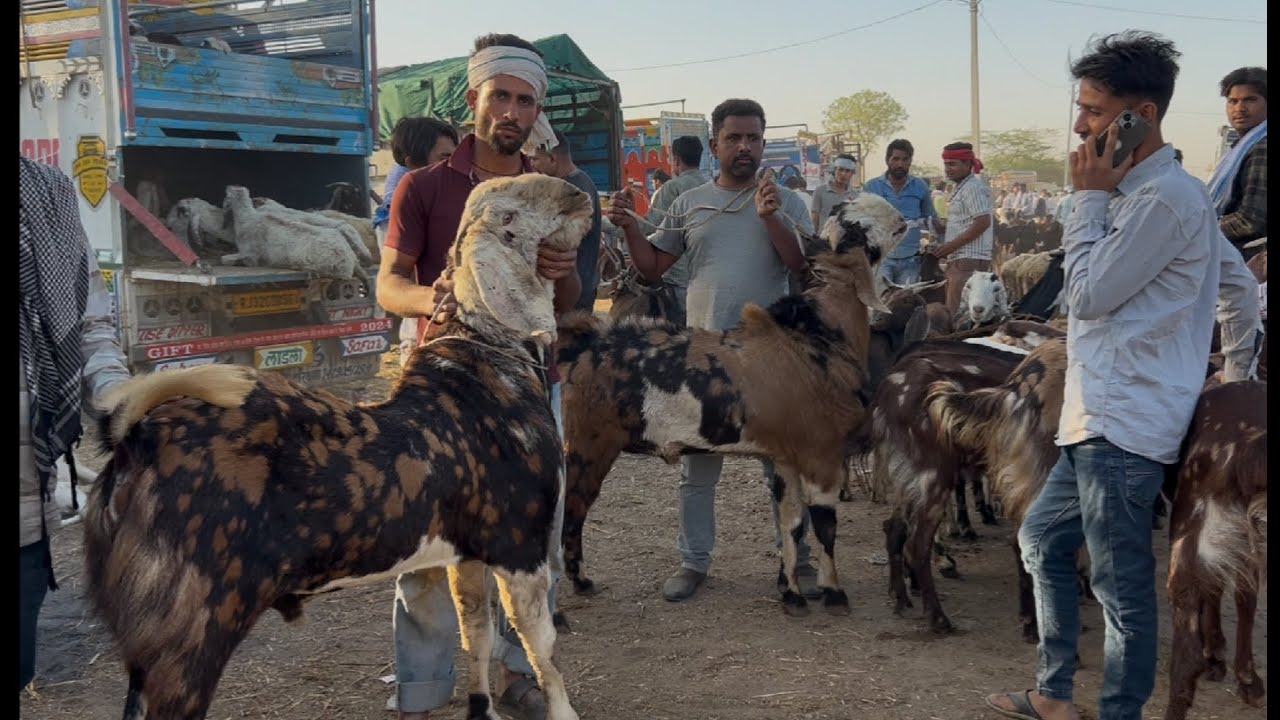 Rajasthan Bakra mandi tonk goat market live updet cover with price 23th april 2025