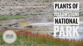 Plants of Yellowstone National Park screenshot 4