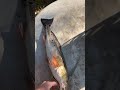 1 fish 1 meal🍽️🐟#cooking #fypage #fishing #meal #catch