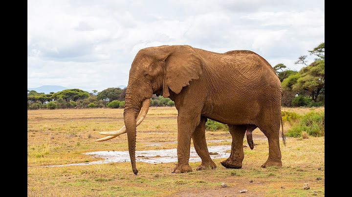Meet big tusker elephant Vronsky!