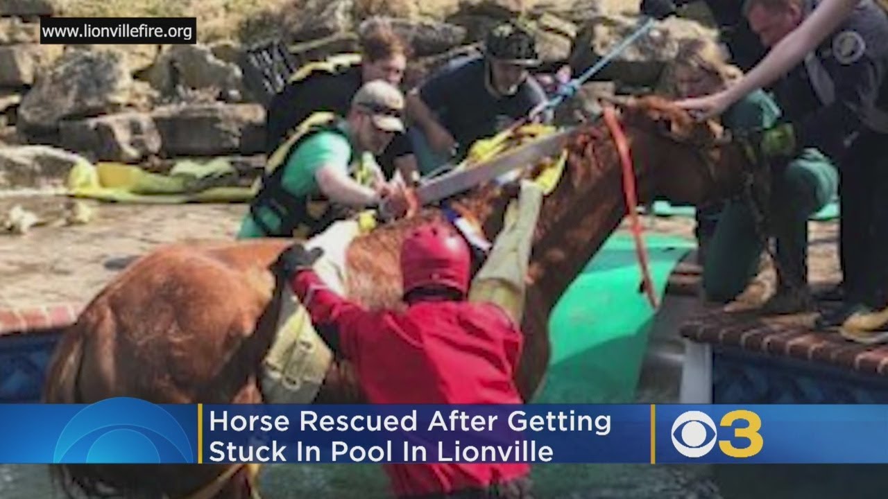 Horse Rescued After Getting Stuck In Pool - YouTube