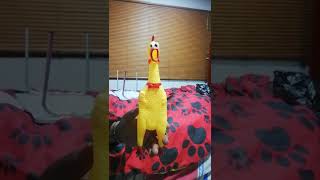 como matar un pollo fácil. | #shorts #youtbeshorts #pollosdeengorde #polloasado #farandula #xdc