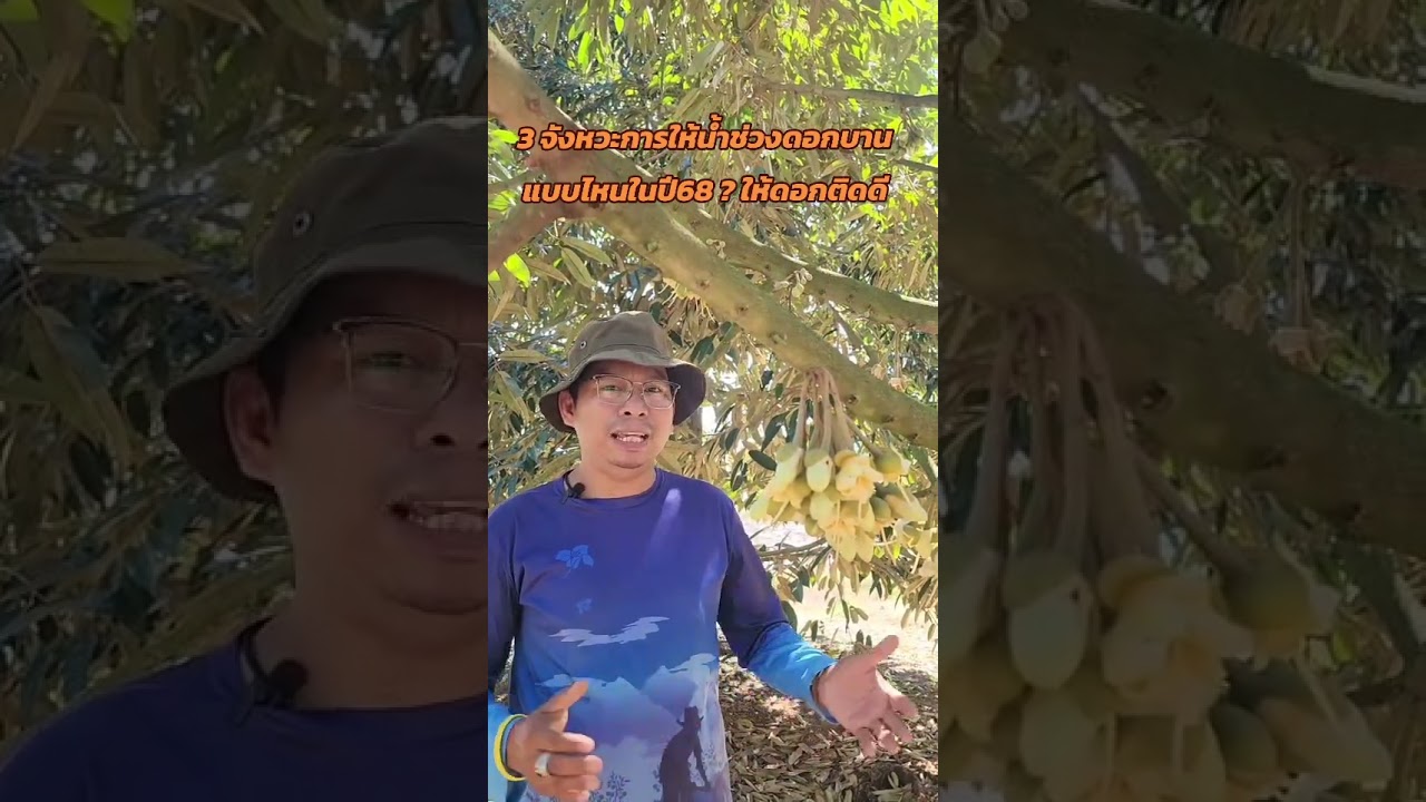 3จังหวะการให้น้ำช่วงดอกบานให้ดอกติดดี | @ทุเรียนเรียนรู้ไปด้วยกัน