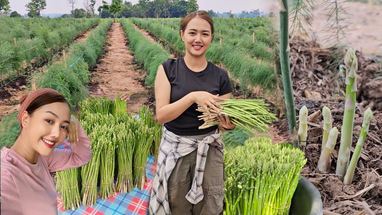 สาวสวยรวยสุข!! ปลูกหน่อไม้ฝรั่งสร้างรายได้ทุกวันหลักพันบาท ตลาดกว้างขายง่ายรายได้ดี