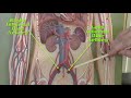 Circulatory System Pathways Quiz
