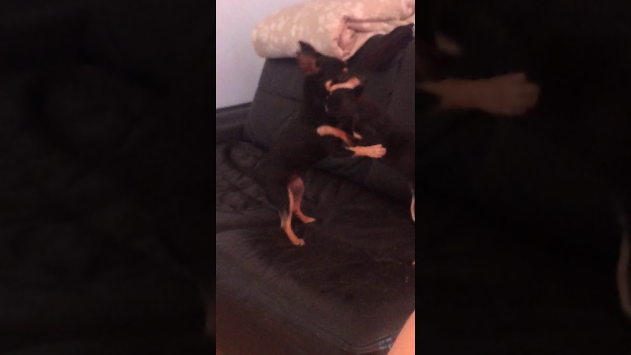 Chihuahua Vs mini pinscher / niky y matilda - YouTube
