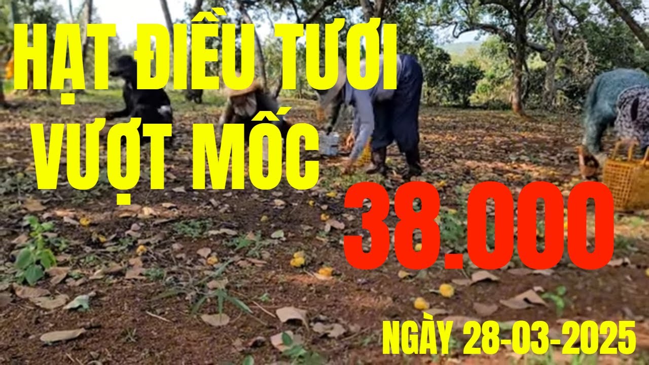 GIÁ HẠT ĐIỀU TƯƠI VƯỢT MỐC 38K - DỰ BÁO TIẾP TỤC TĂNG ?