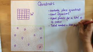 Quadrats - p68