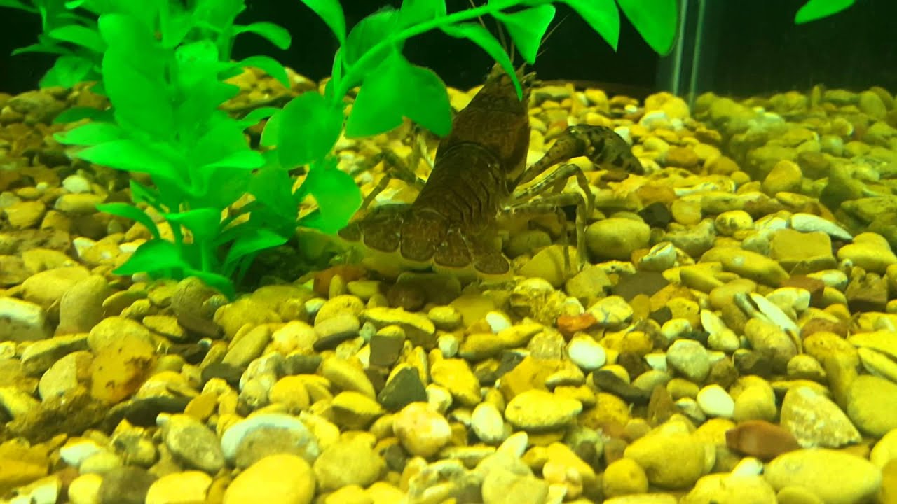 large crawfish in aquarium