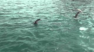 Seagulls Looking for Food in The Water Cabo San Lucas screenshot 2