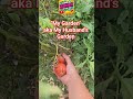 Welcome to my Husband's Garden #fresh #food #cookingathome