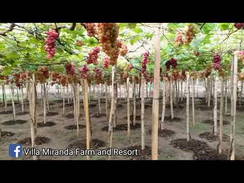 Video: Paano Maitakda Ang Panahon Sa Miranda