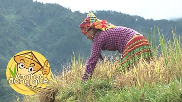 Trải nghiệm gặt lúa trên ruộng bậc thang | Ẩm thực đồng quê
