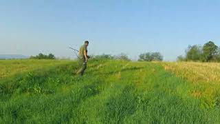 Lov Na Prepelice Quail Hunting Quaglia Di Caccia