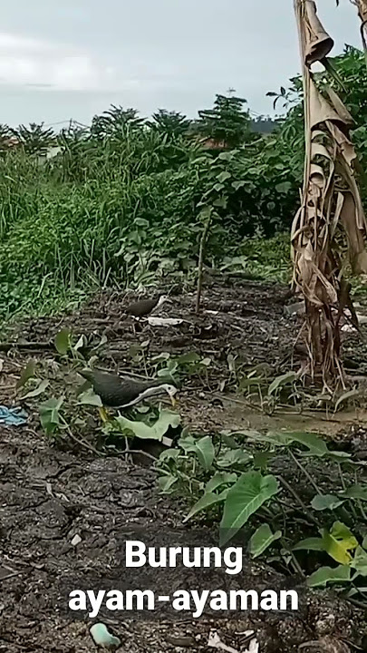 burung ayam-ayaman #videoshort