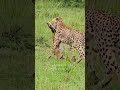 Lion Pride Walking Together | Powerful Wild Safari Moment 🦁🔥
