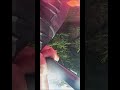 度胸あります オリーブ通信