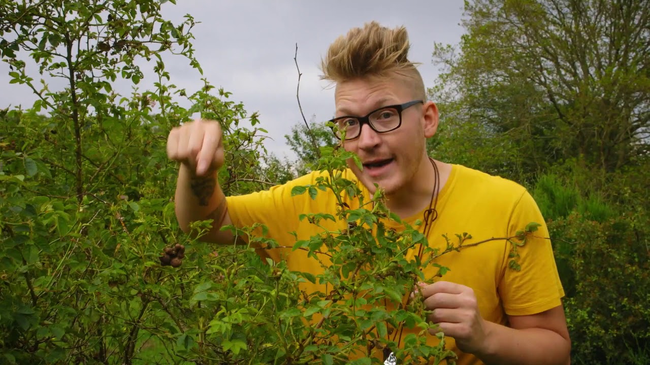 99 arter at se før du bliver voksen: BEDEGUARGALHVEPS