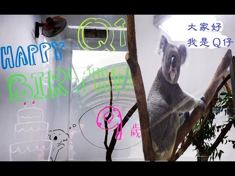 幾年前與保育員大戰一場的公無尾熊Q仔9歲了9歲生日快樂20230414
