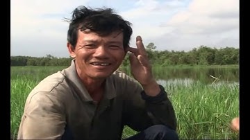 Thấy Ham Bắt Cá Rô Đồng Bằng Xà Di: thân thương cuộc sống mùa nước nổi