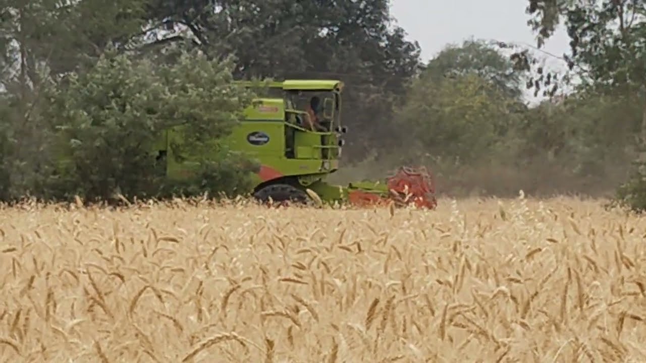 सोने सी लहराती गेहूं की बलिया किसानों की मेहनत से घर के भंडार भरने जा रहीं हैं/ हमारे खेत खलियान 