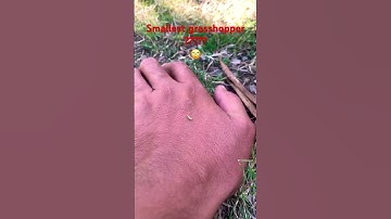 Smallest grasshopper ever #shorts