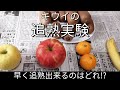 収穫したキウイの追熟実験#1【追熟開始から6日後】【エチレンガス】2021年11月28日