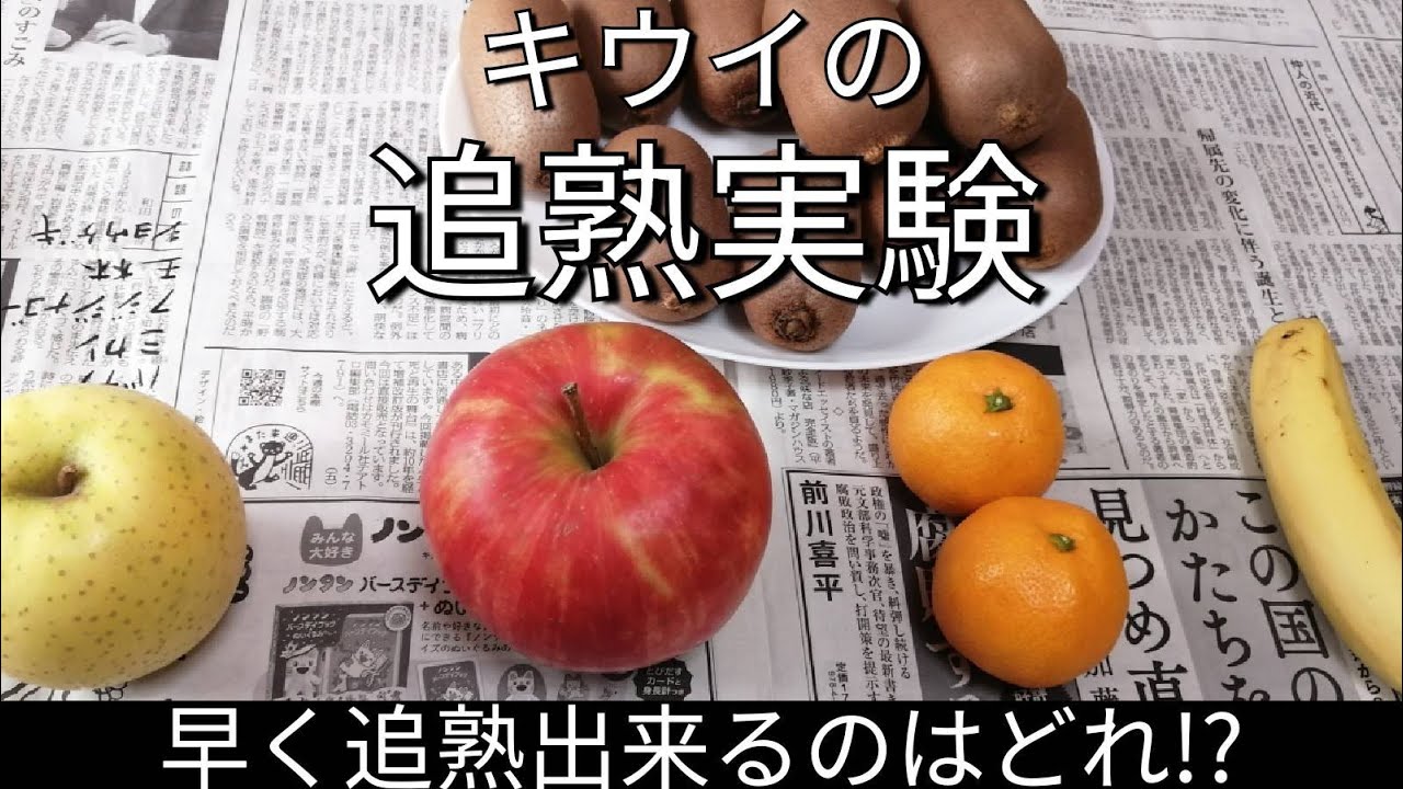 収穫したキウイの追熟実験＃１【追熟開始から６日後】【エチレンガス】2021年11月28日