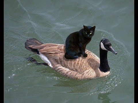 Cats make Friends with Other animals - funny cat Video😂