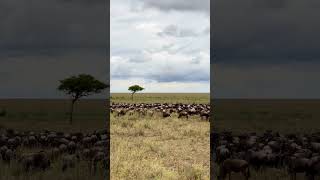 Wildebeest migration at Serengeti National Park and Masai Mara National Reserve