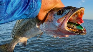 It's Time! Topwater Speckled Trout + a Lot More!
