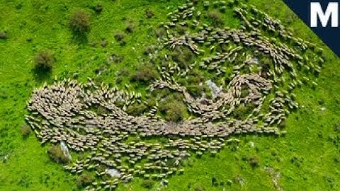 A Drone Captures Mesmerizing Footage of Sheep Migrating | Mashable
