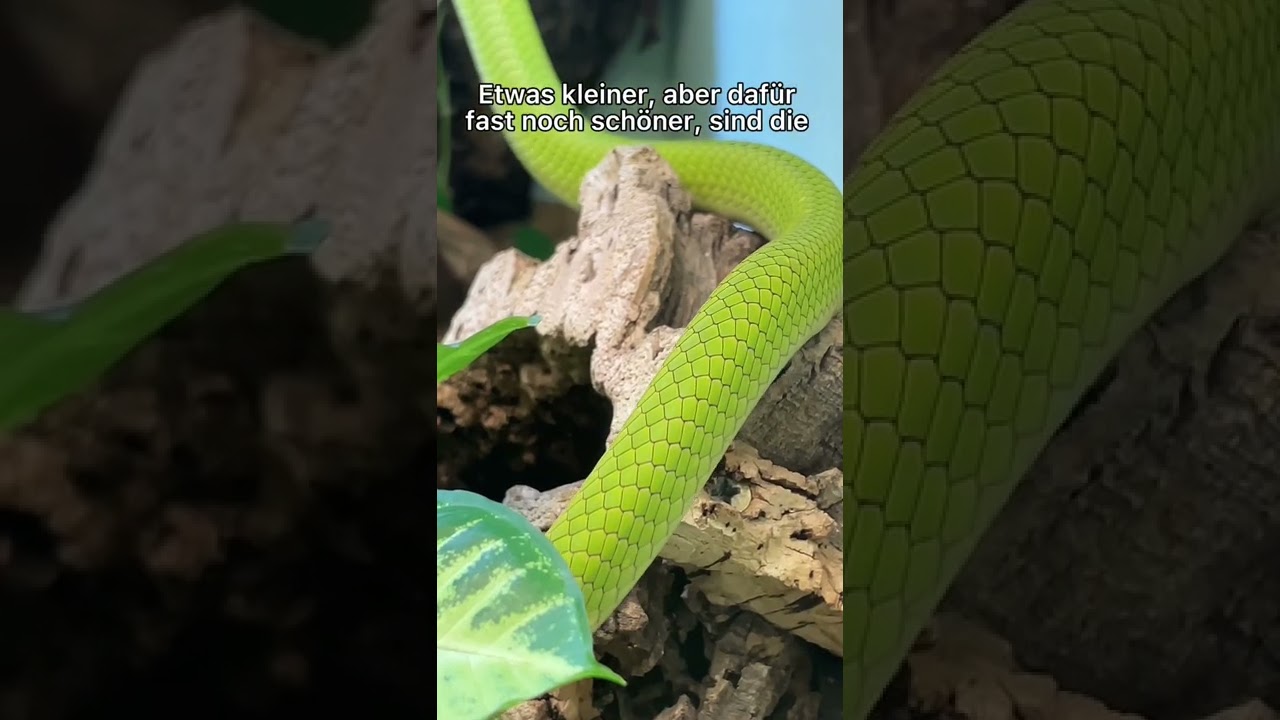 Nachwuchs bei unseren Mambas 🐍 