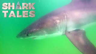 Seals Can Hold Their Own Against Sharks
