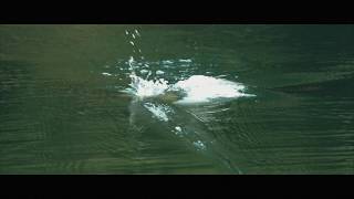 Topwater Peacock Bass With The Bone Hoverjet 100F