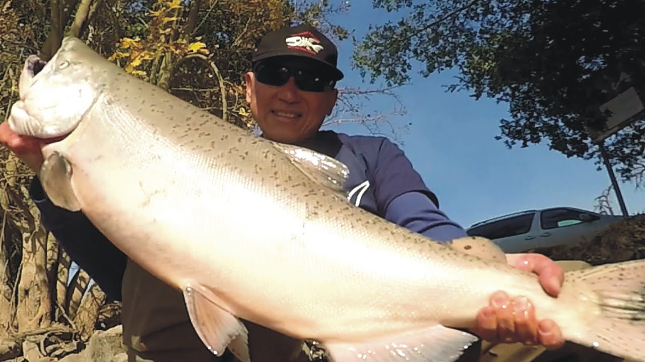 Sacramento River Salmon Fishing Report 2019: Battle of the JU HAMMAS!