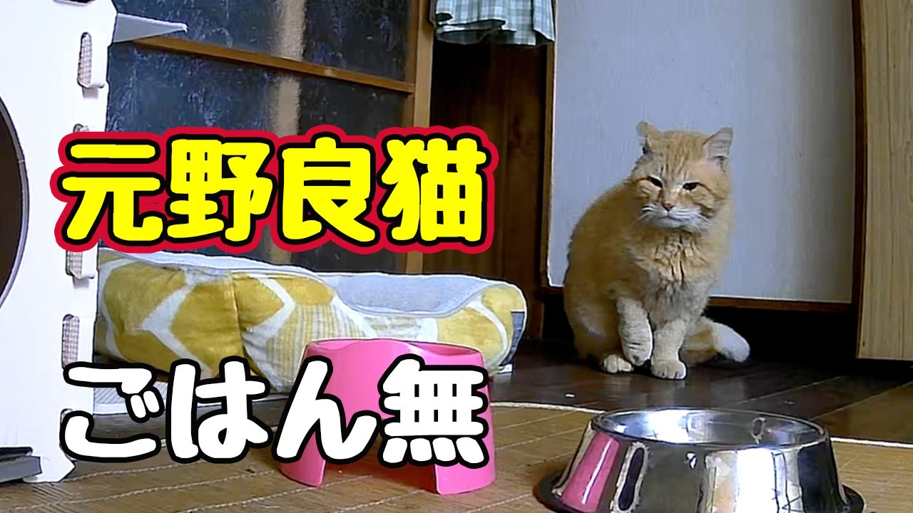 A former stray cat that keeps coming back - YouTube