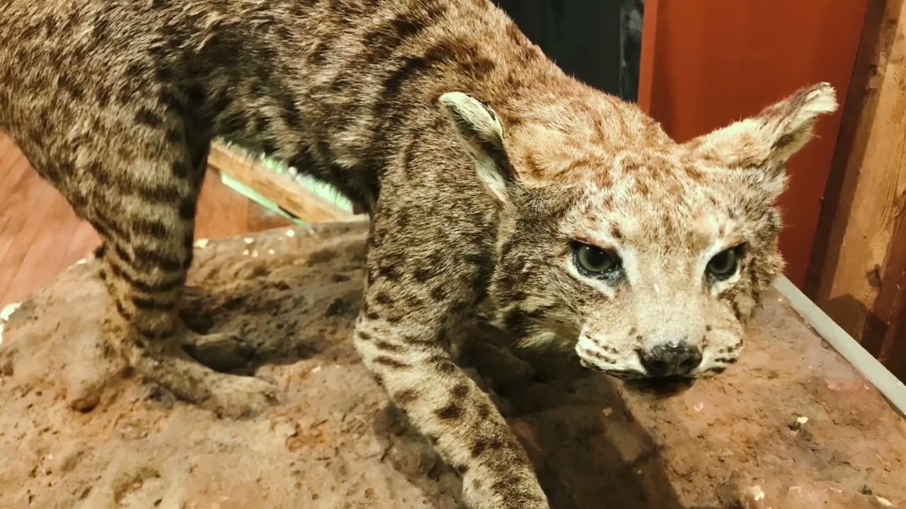 The Buckhorn Saloon, San Antonio, TX, December 30, 2021