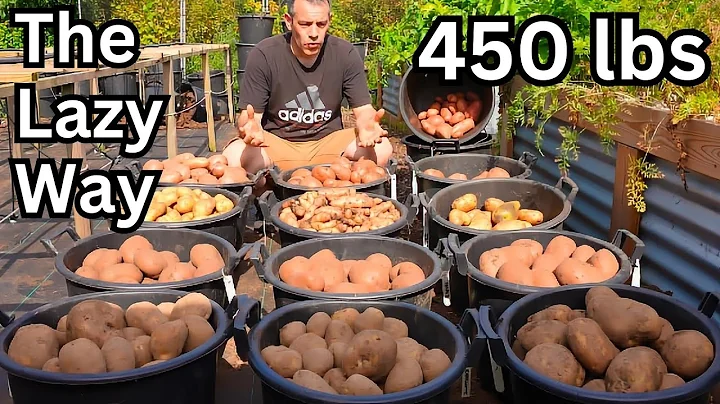 I Grew 450 lbs Of Potatoes, The Lazy Way. Never Dig Again! - DayDayNews