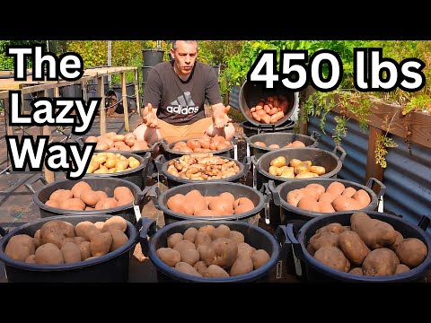 I Grew 450 Lbs Of Potatoes, The Lazy Way. Never Dig Again!