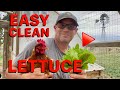 🐓 Easy Way to Clean Garden Lettuce