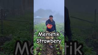 Wisata Alam Metik Stawberry diKebun #wisata #wisataalam #kebunstrawberry #viral #shorts #shortvideo