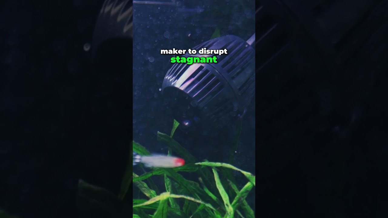 How to Tackle Algae 🌿 in Your Aquarium? 🐠