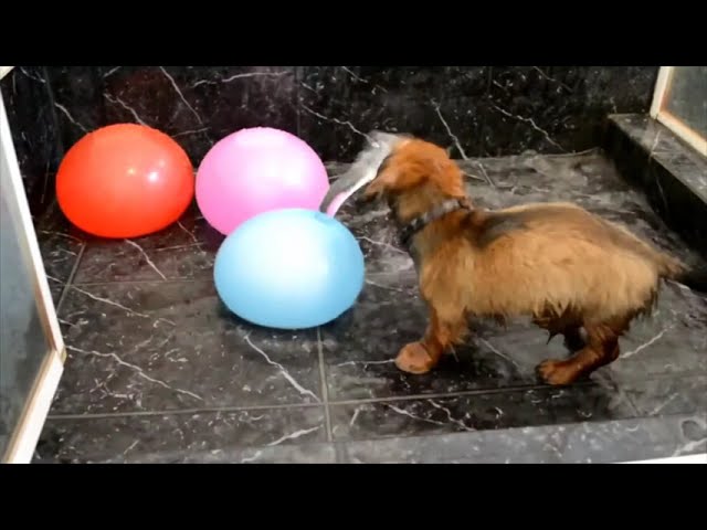 Funny video clips of dogs playing with balloons