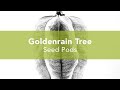 Goldenrain Tree Seed Pods | Minimalist Black and White Photograph