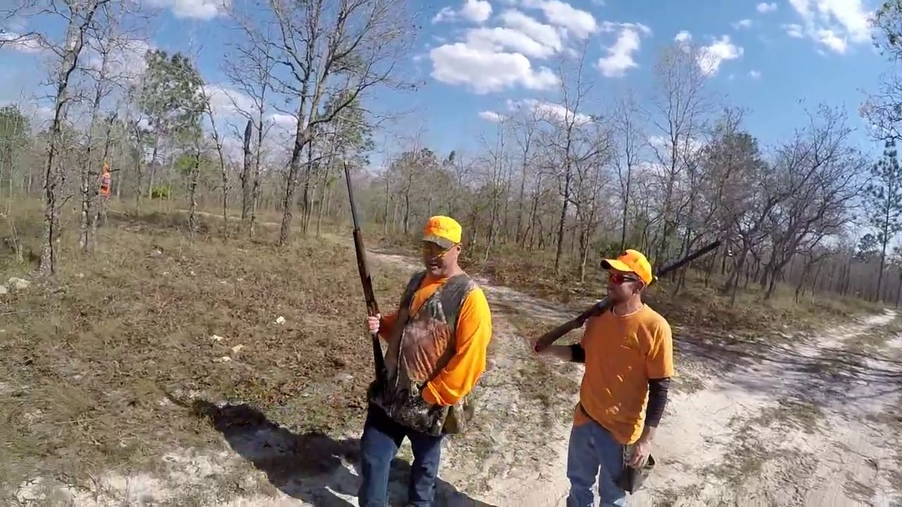 Phesant hunt Ocala Fl 