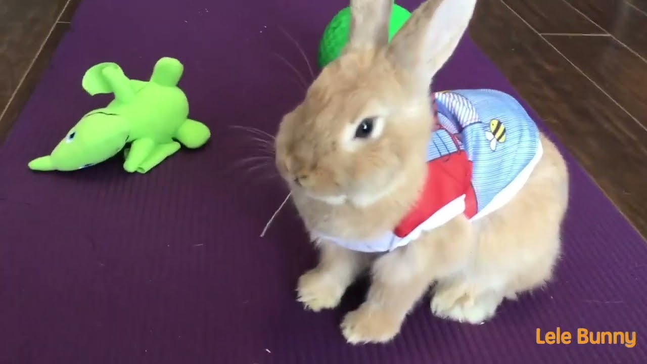 If you love bunny, love this one.bunny# cute animal# The DoDo# Dog 