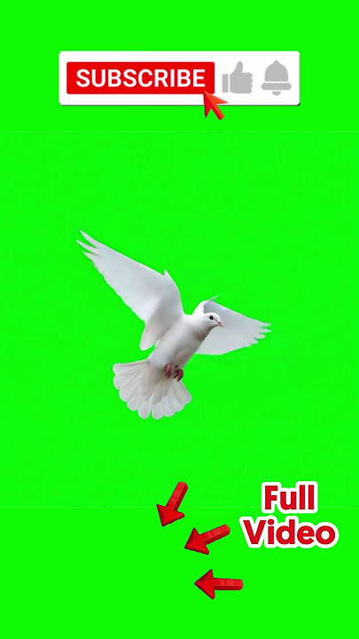 Dove Flying Green Screen Background