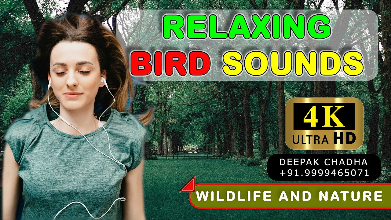 16. Relaxing Natural Bird Sounds Long video (4K 60fps) HQ Ultra